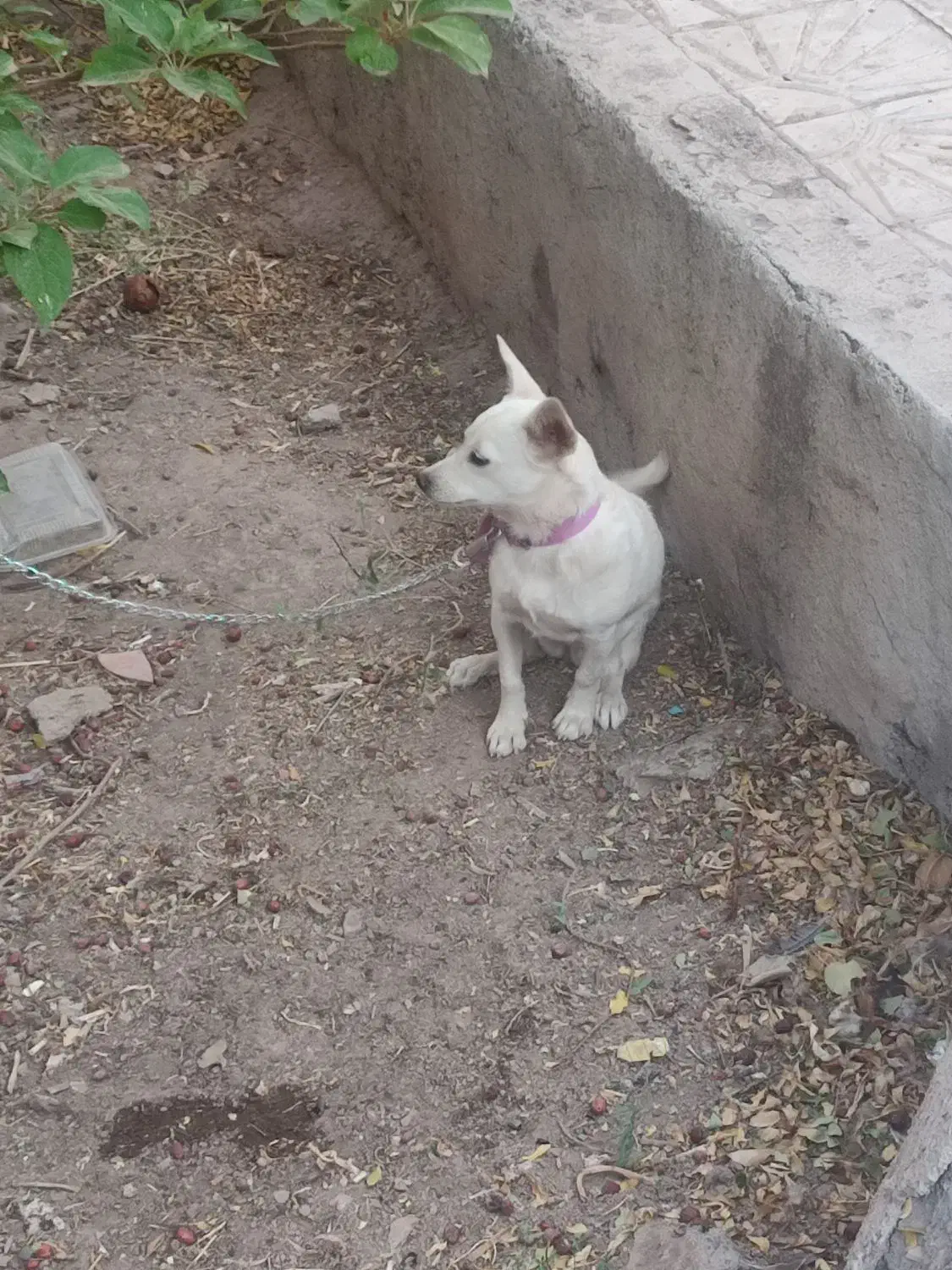 سگ پاکوتاه|سگ|کرمان, |دیوار