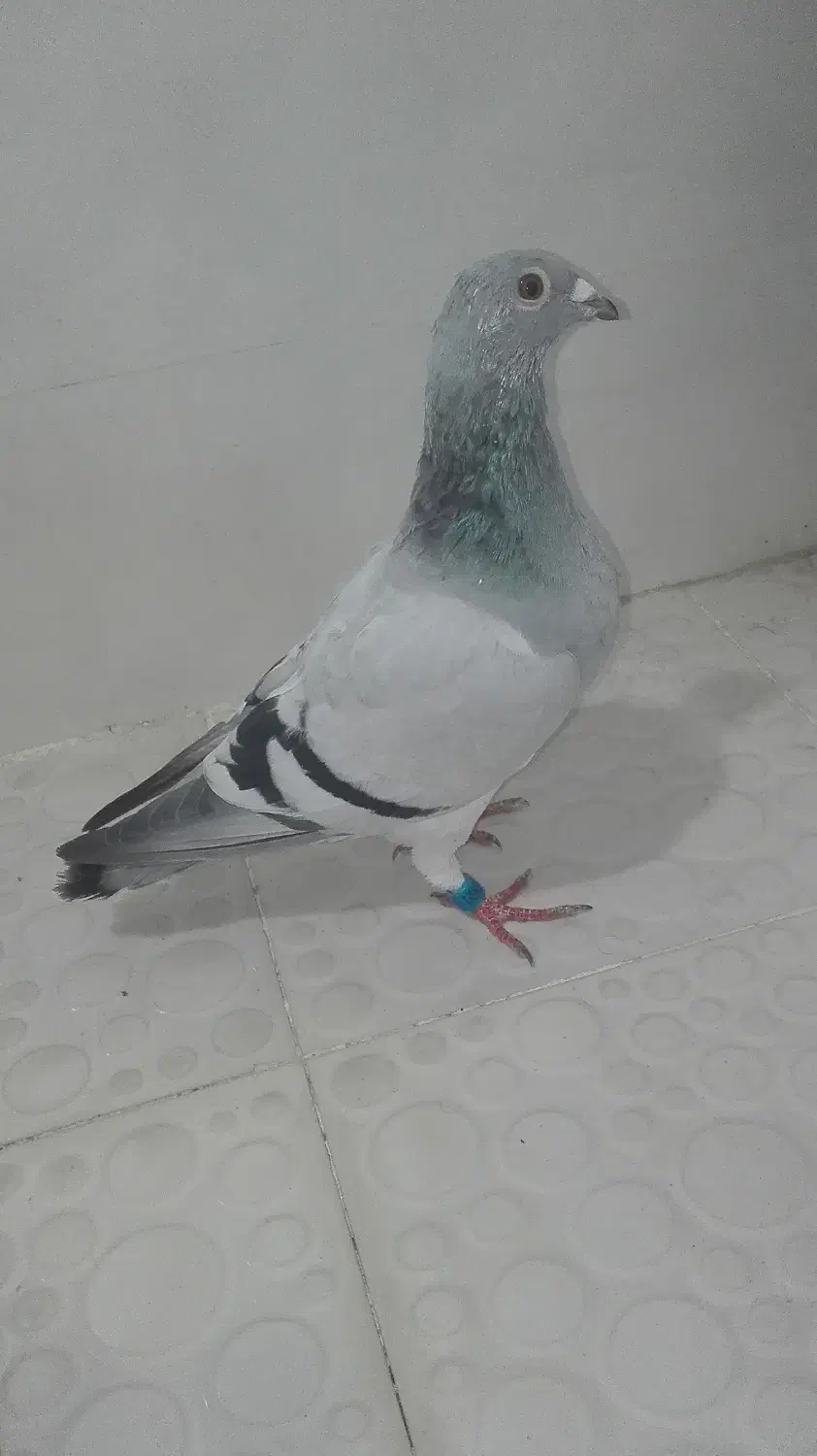 فروشی هستن|دوربین عکاسی و فیلم‌برداری|برازجان, |دیوار