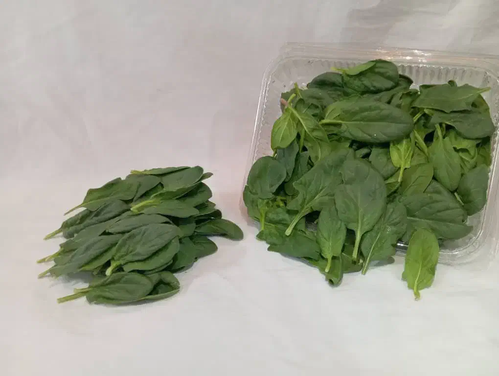 کاهو فرانسوی ریحان ایتالیایی|خوردنی و آشامیدنی|شیراز, جوادیه|دیوار