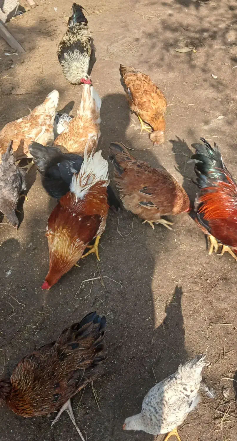 فروشی|حیوانات مزرعه|رودبنه, |دیوار