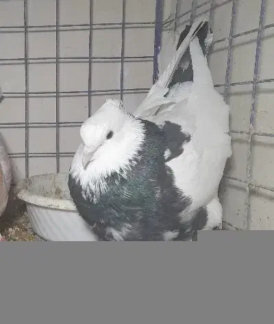 کفتر طوقی|پرنده|شهریار, شهریار|دیوار