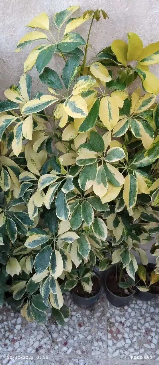 تخفیف گل تا امشب|گل و گیاه طبیعی|قم, زاد|دیوار