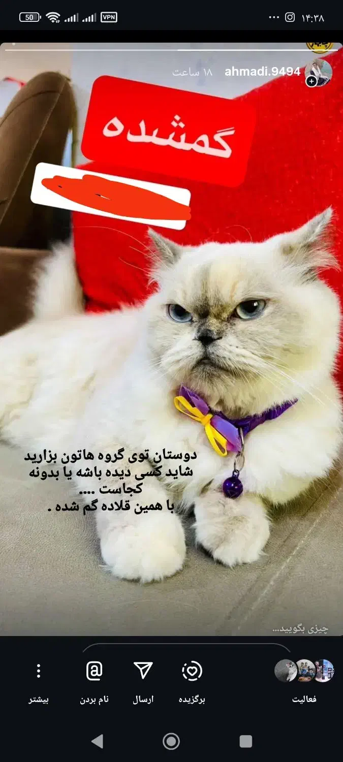 گربه پرشین گم شده|گربه|چابهار, |دیوار