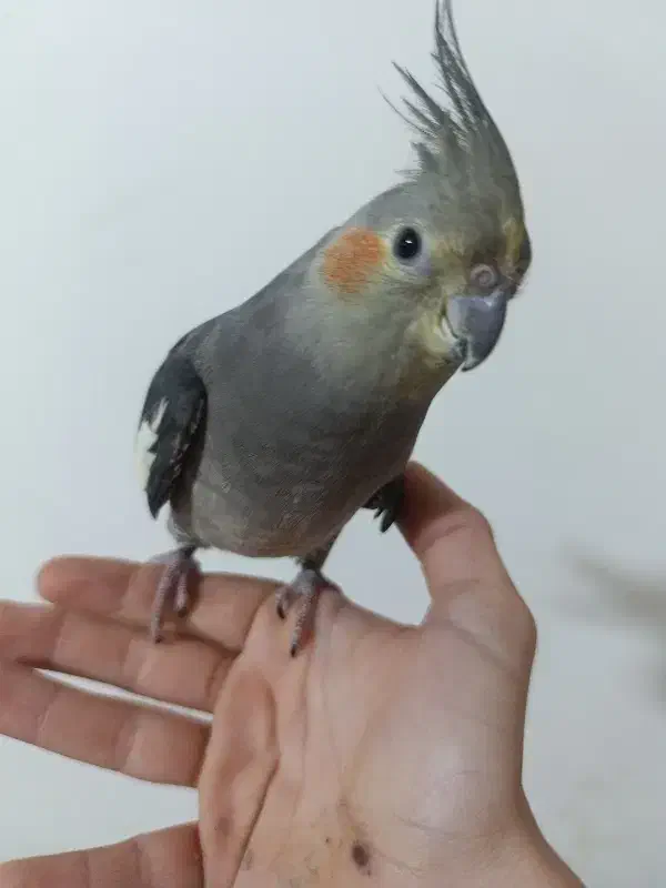 یک عروس قشنگ|پرنده|مشگین شهر, |دیوار