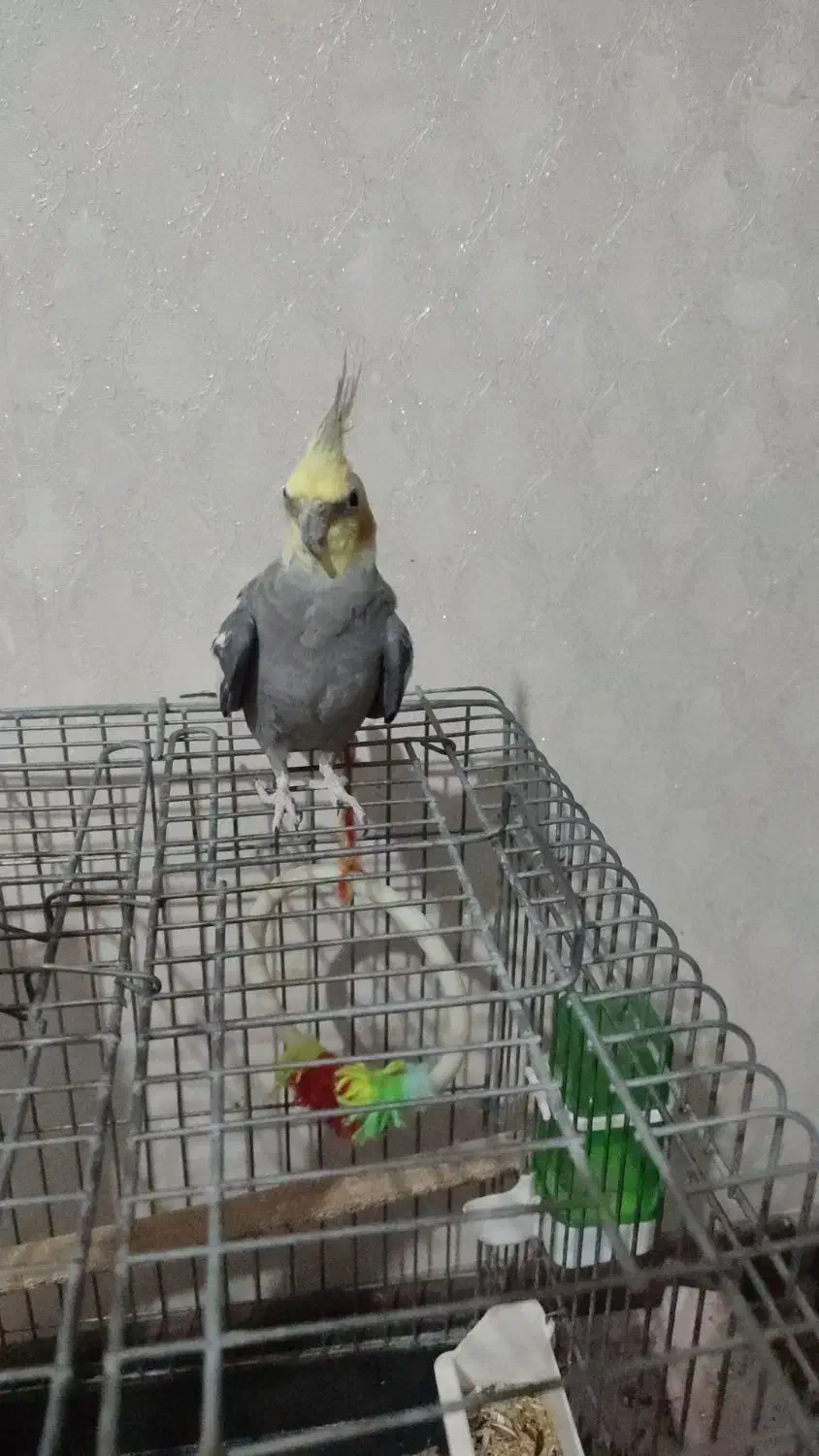 عروس هلندی|پرنده|قرچک, مهدیه|دیوار