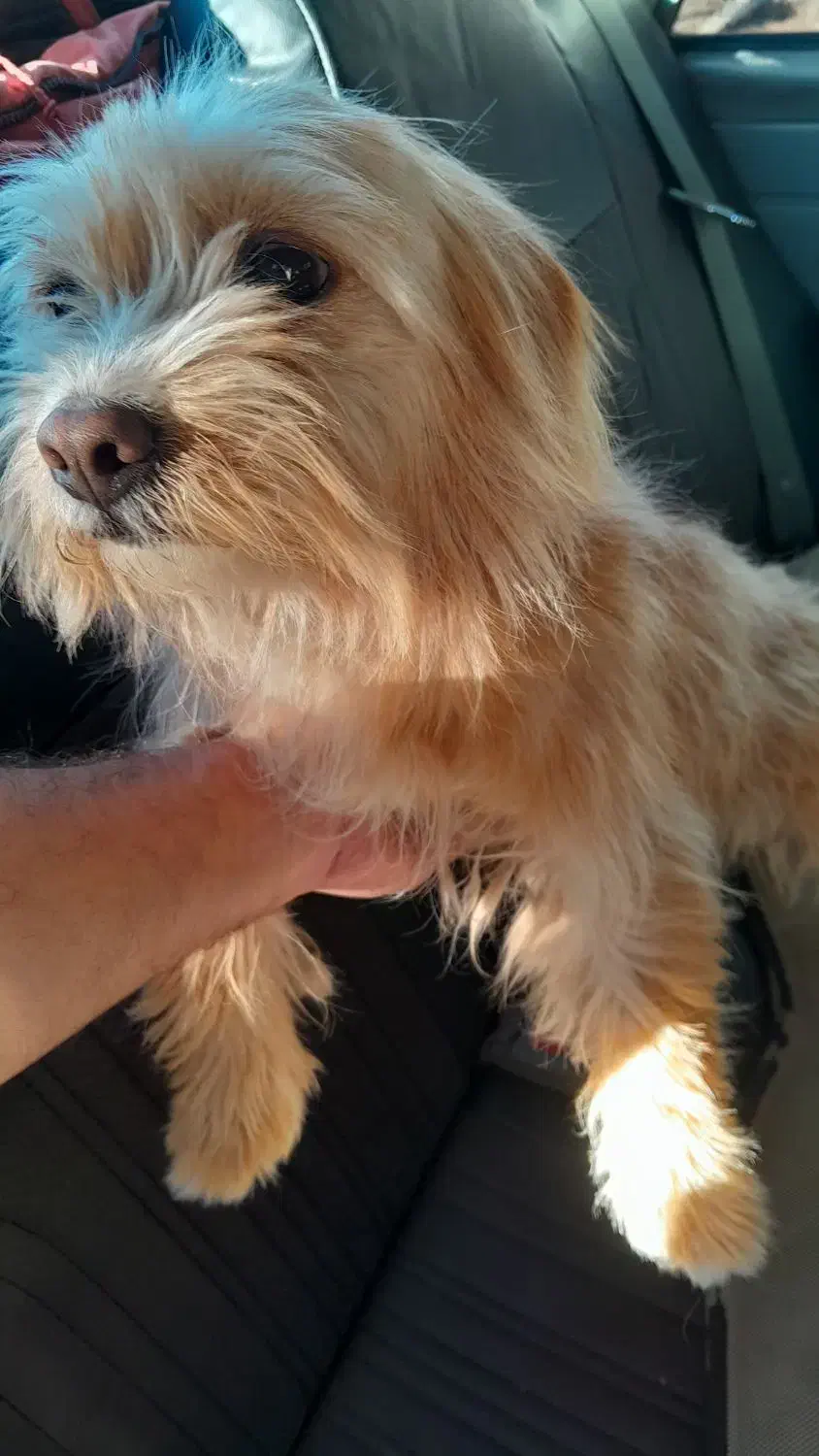 نژاد دار ماده حرف گوش کن و خونگی|سگ|آشخانه, |دیوار