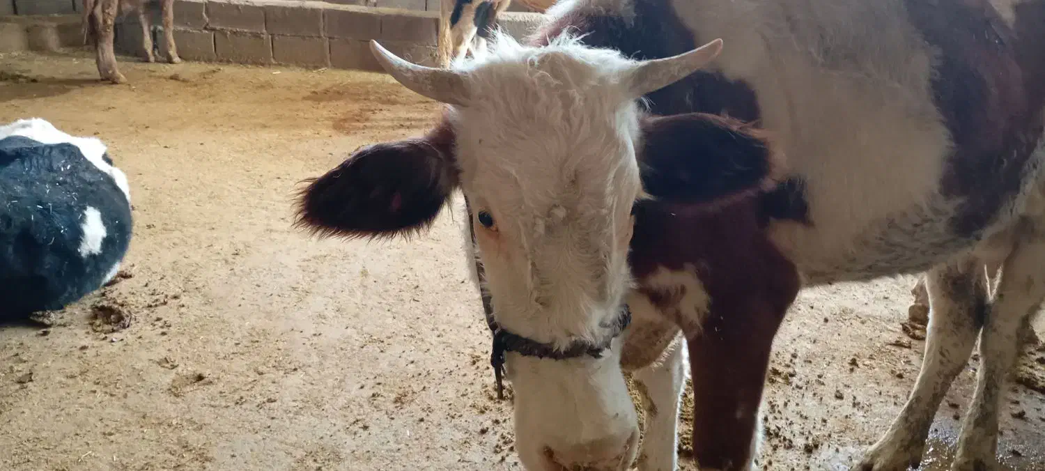 دوتا گاو سمینتال شیری|حیوانات مزرعه|اهواز, شهرک نفت|دیوار