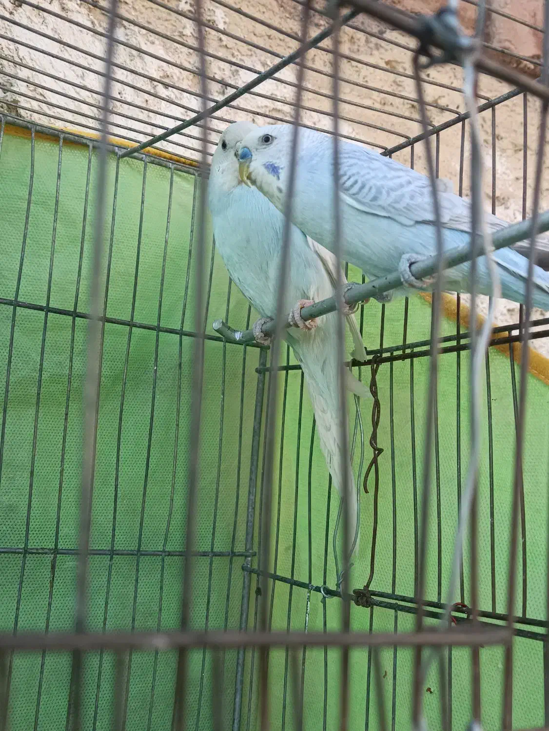 پرنده مرغ عشق|پرنده|بردسکن, |دیوار