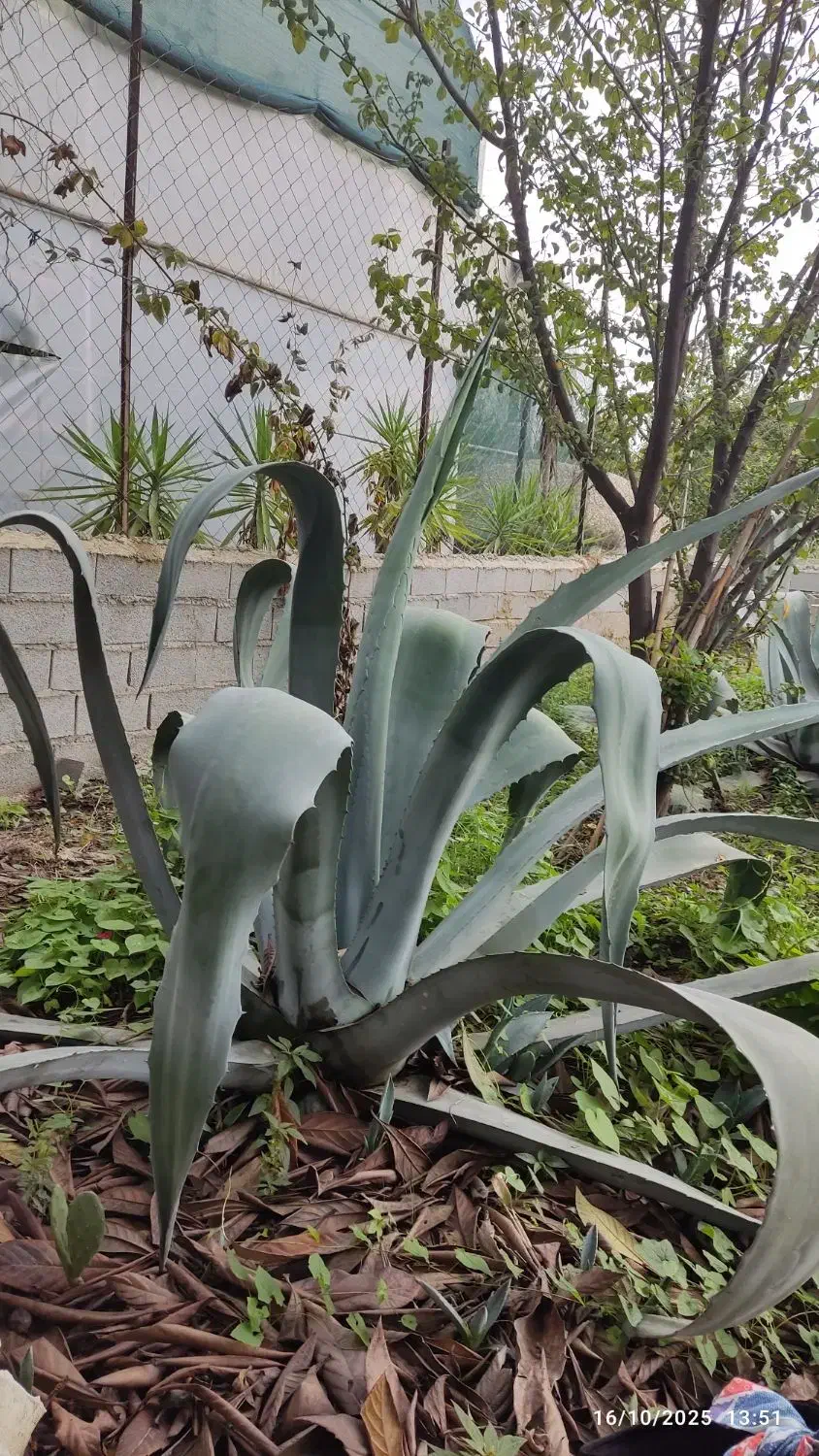 گل آگاو سبز وابلق|گل و گیاه طبیعی|ساری, |دیوار