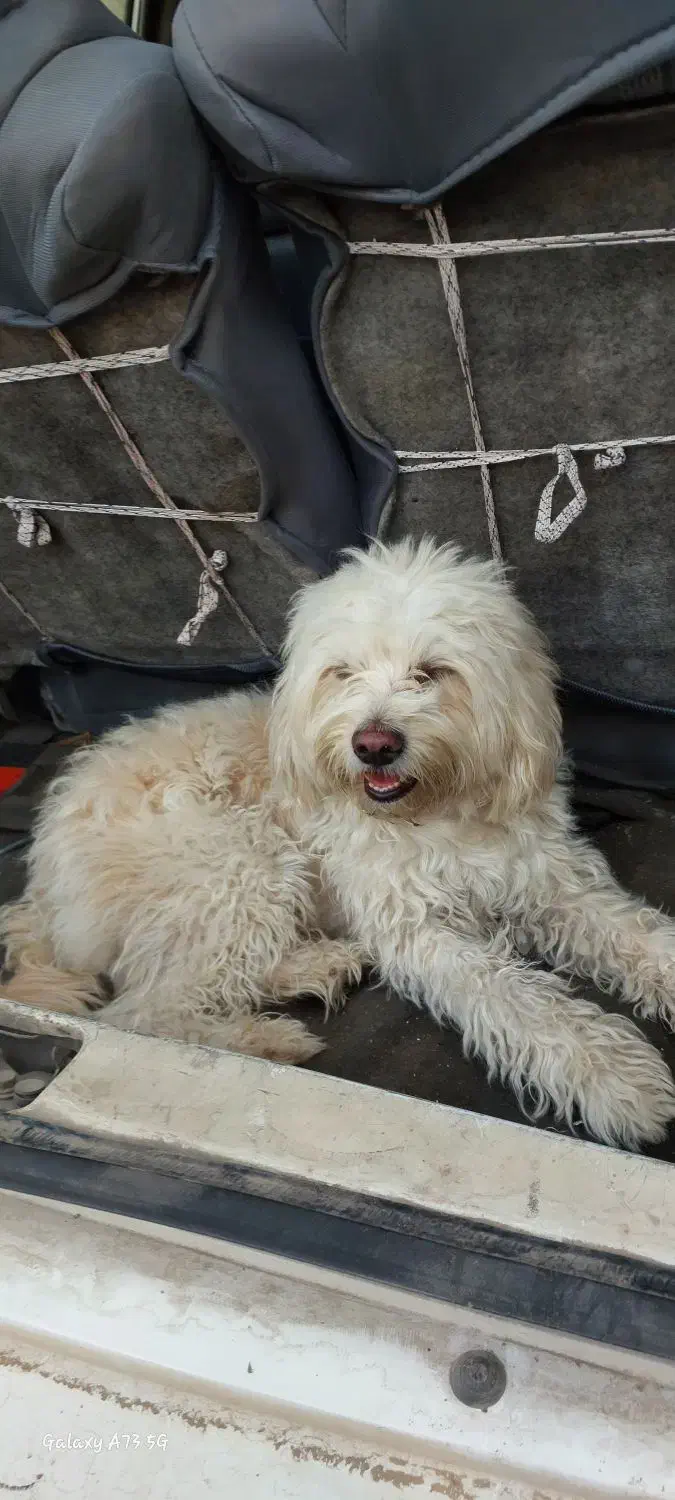 شیتزو نر ماده|سگ|قم, نوبهار|دیوار