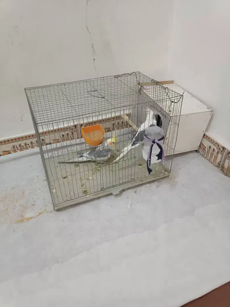 عروس هلندی سرحال|پرنده|هندیجان, |دیوار