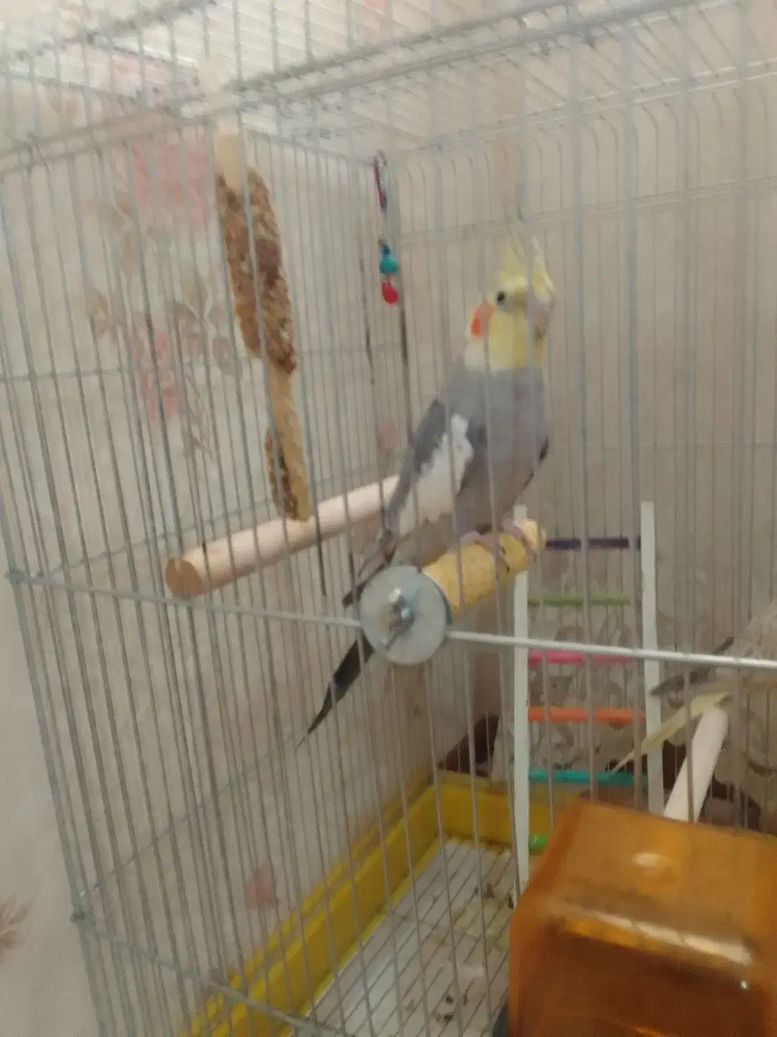 عروس هلندی نر سخنگو|پرنده|همدان, |دیوار