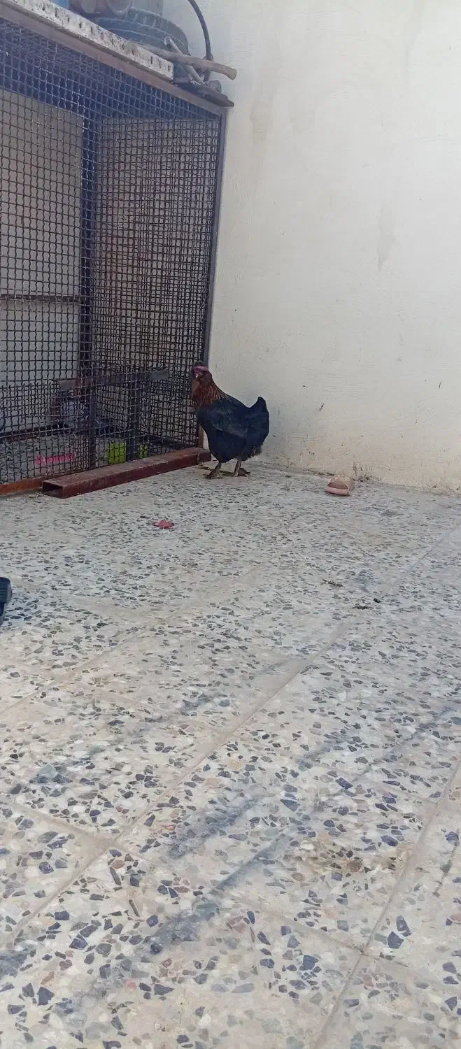 مرغ|حیوانات مزرعه|مسجد سلیمان, |دیوار