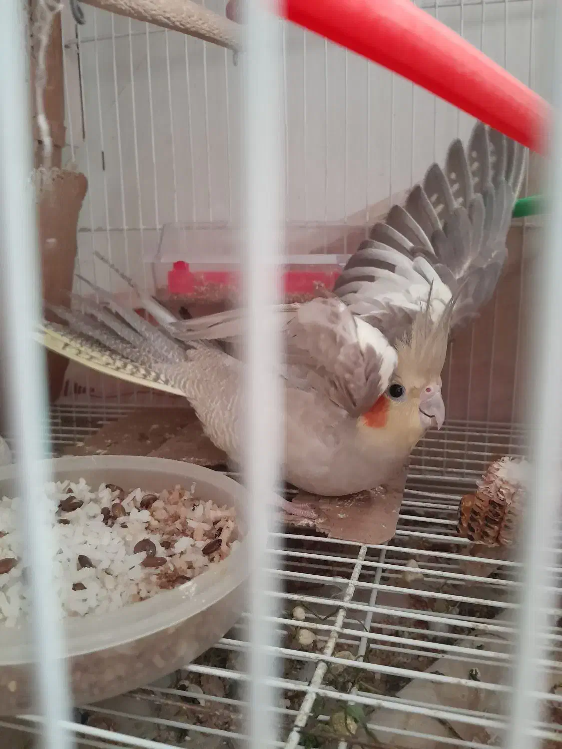 عروس هلندی|پرنده|مشهد, امیر المومنین|دیوار