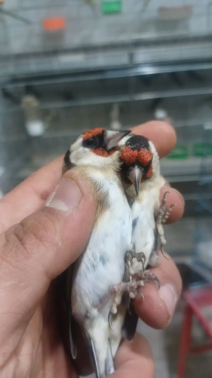 سهره گلبسر پاییزه کرمونی و رسمی|پرنده|شاهین‌شهر, شهرک هشت بهشت|دیوار