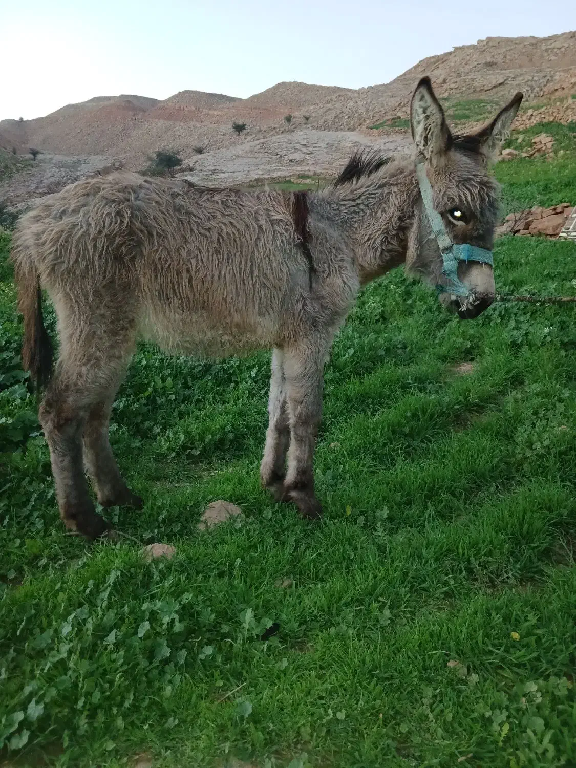 الاغ قودو نر|حیوانات مزرعه|مسجد سلیمان, |دیوار