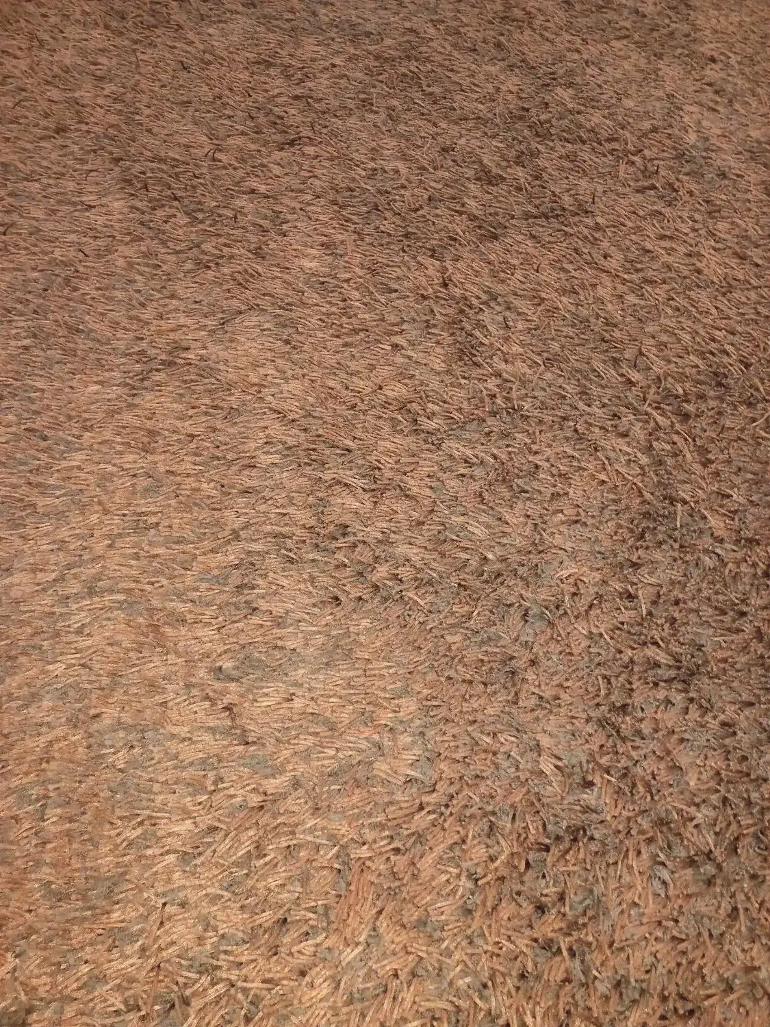 فرش هندی پرز بلند کاملن نو|فرش|ماهدشت, |دیوار