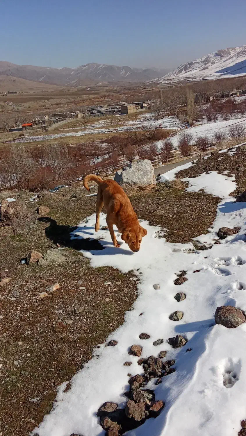 پژدر|سگ|کرمانشاه, |دیوار