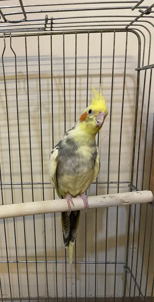 عروس هلندی نر بالغ|پرنده|رباطکریم, رباطکریم|دیوار