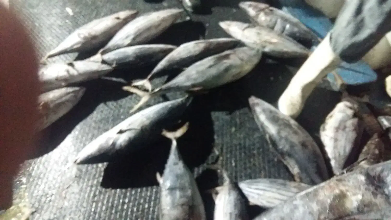 ماهی دریایی جهته بسته بندی|عمدهفروشی|یزد, |دیوار