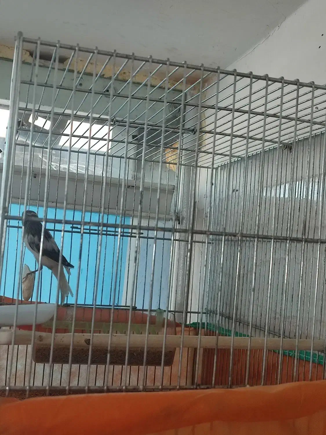 5 عدد قناری آس و درجه یک|پرنده|کنگاور, |دیوار