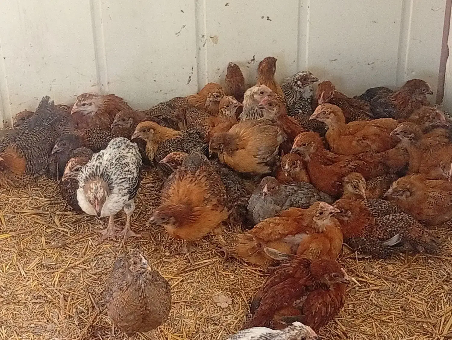 جوجه لهمن تخم گذار دوماهه|حیوانات مزرعه|قدس, شهرقدس|دیوار