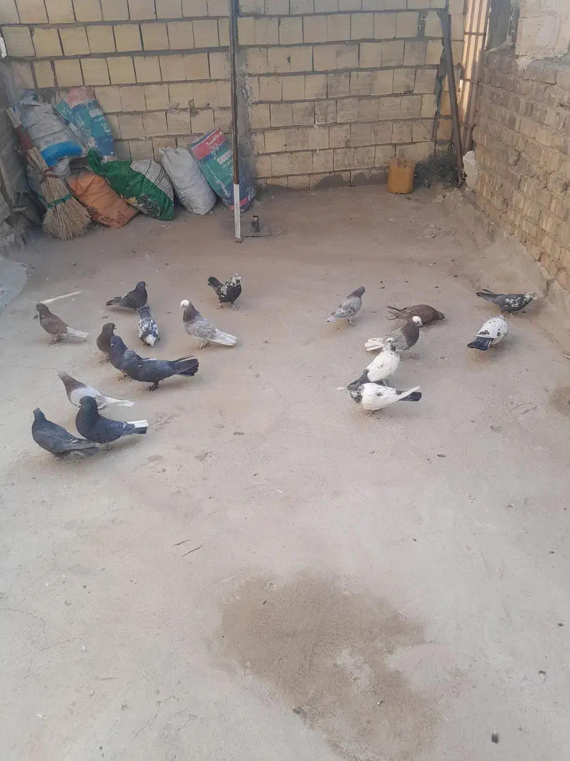 تعداد9جفت کفترپرشی|پرنده|قنوات, |دیوار