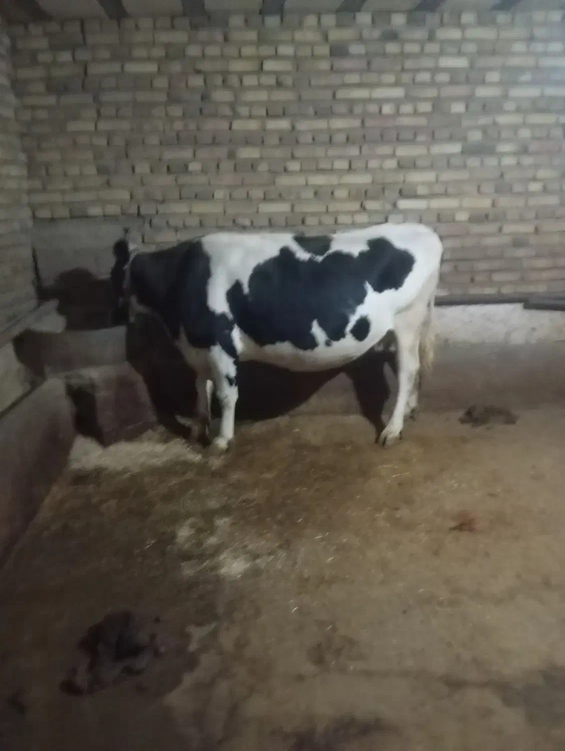 گاو گوساله|حیوانات مزرعه|دینور, |دیوار