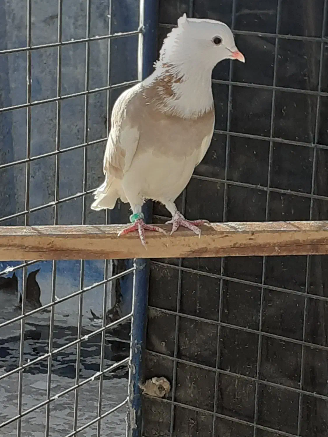 کفترطلافقط400ت|پرنده|باغستان, |دیوار