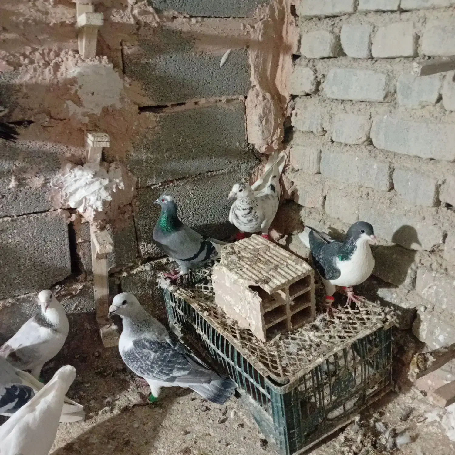 کفترپرشی|پرنده|اسفراین, |دیوار