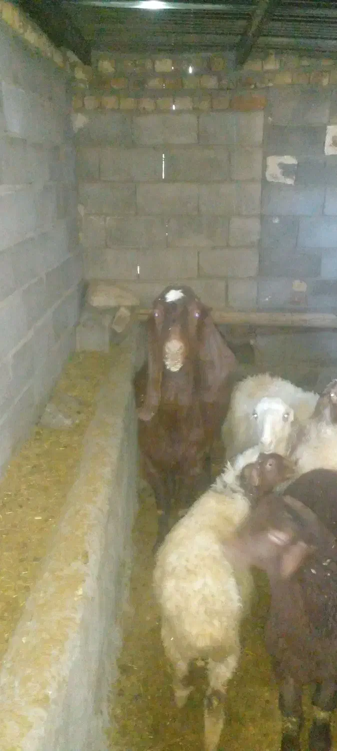 بزعربی اصل ابستن سه قلوزا|حیوانات مزرعه|باوله, |دیوار