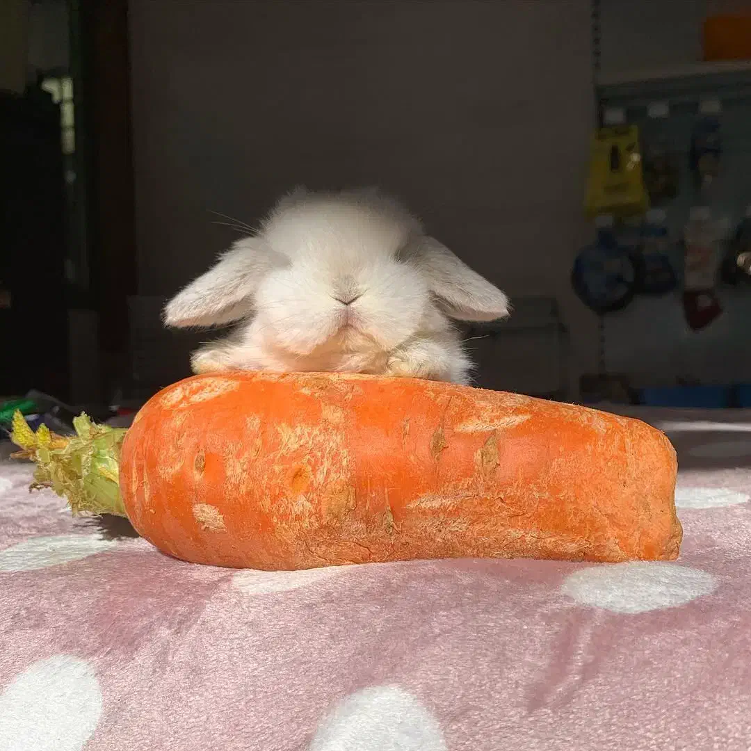 خرگوش فرانسوی عروسکی|موش و خرگوش|گرگان, |دیوار