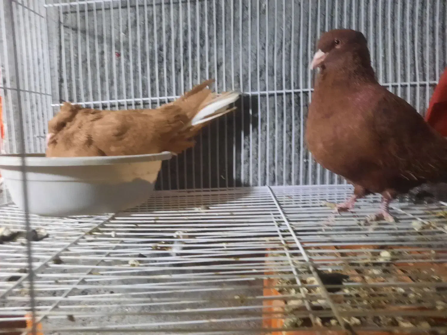 جفت زرد سرخ دم سفید روی جوجه|پرنده|گلبهار, نوبهار|دیوار