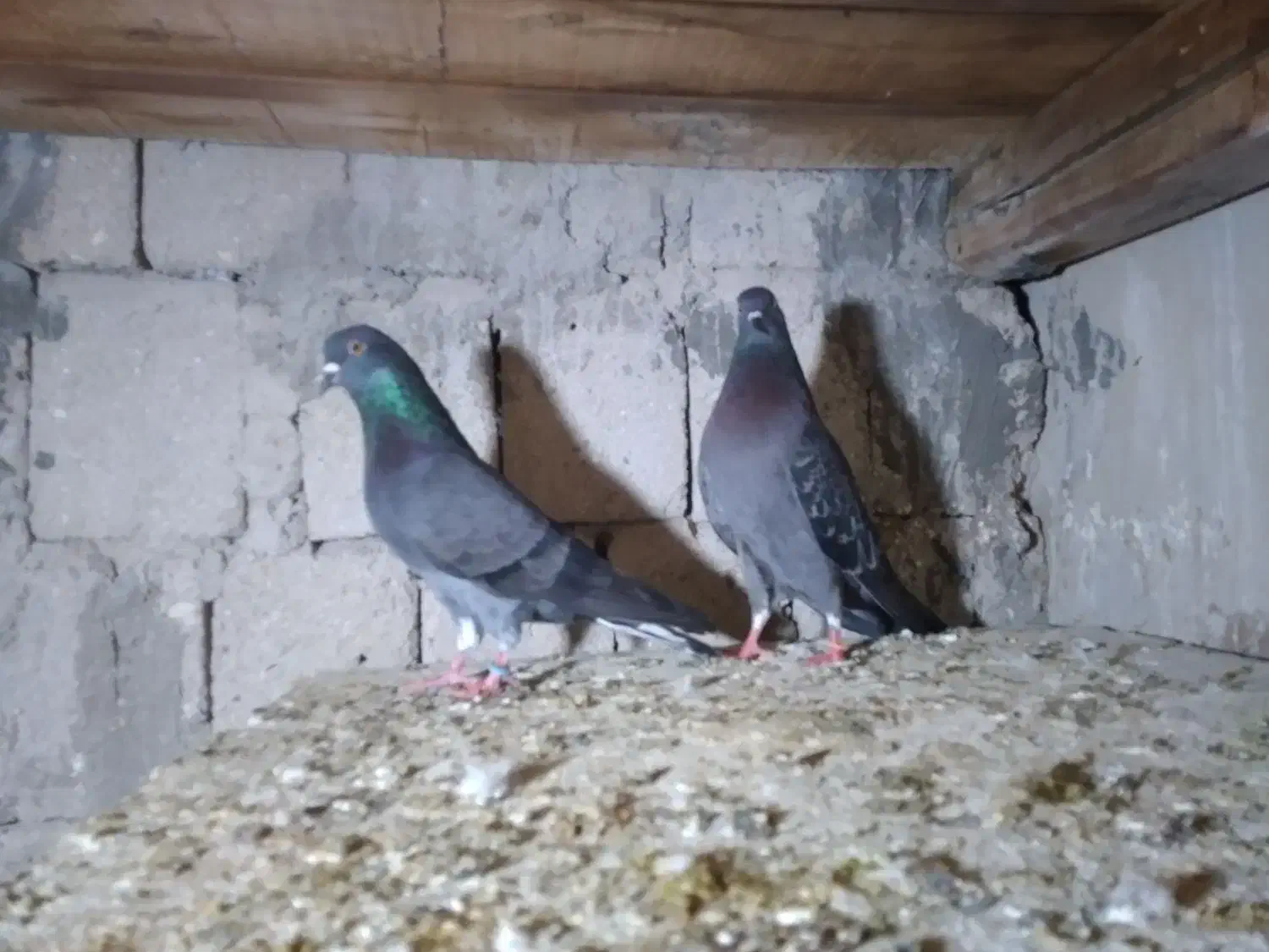 کبوتر|پرنده|قشم, |دیوار