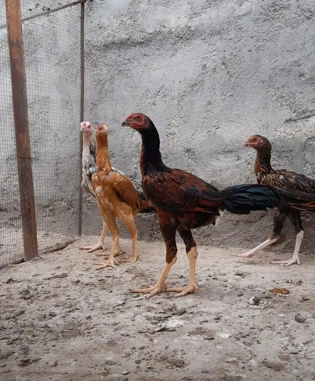 لاری' خروس و مرغ و جوجه اوشامو|حیوانات مزرعه|بندرعباس, |دیوار