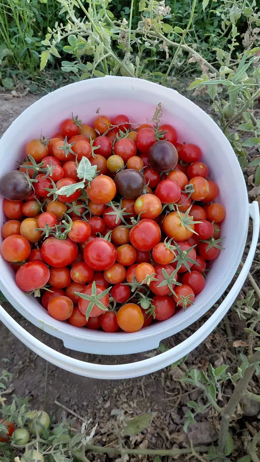 گوجه گیلاسی|خوردنی و آشامیدنی|تربت جام, علوی|دیوار