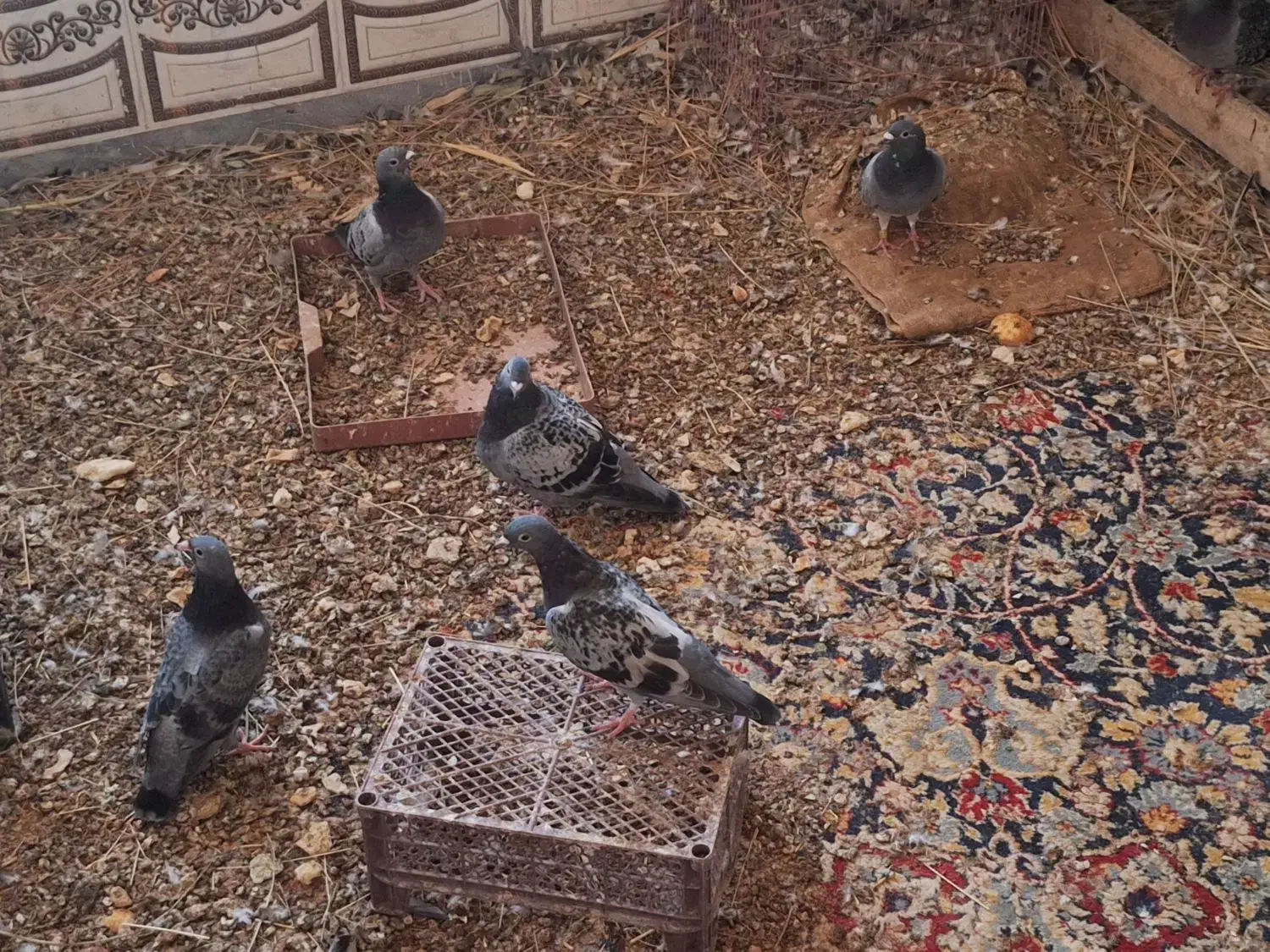 کبوتر پلاکی|پرنده|اهواز, فرهنگ شهر|دیوار