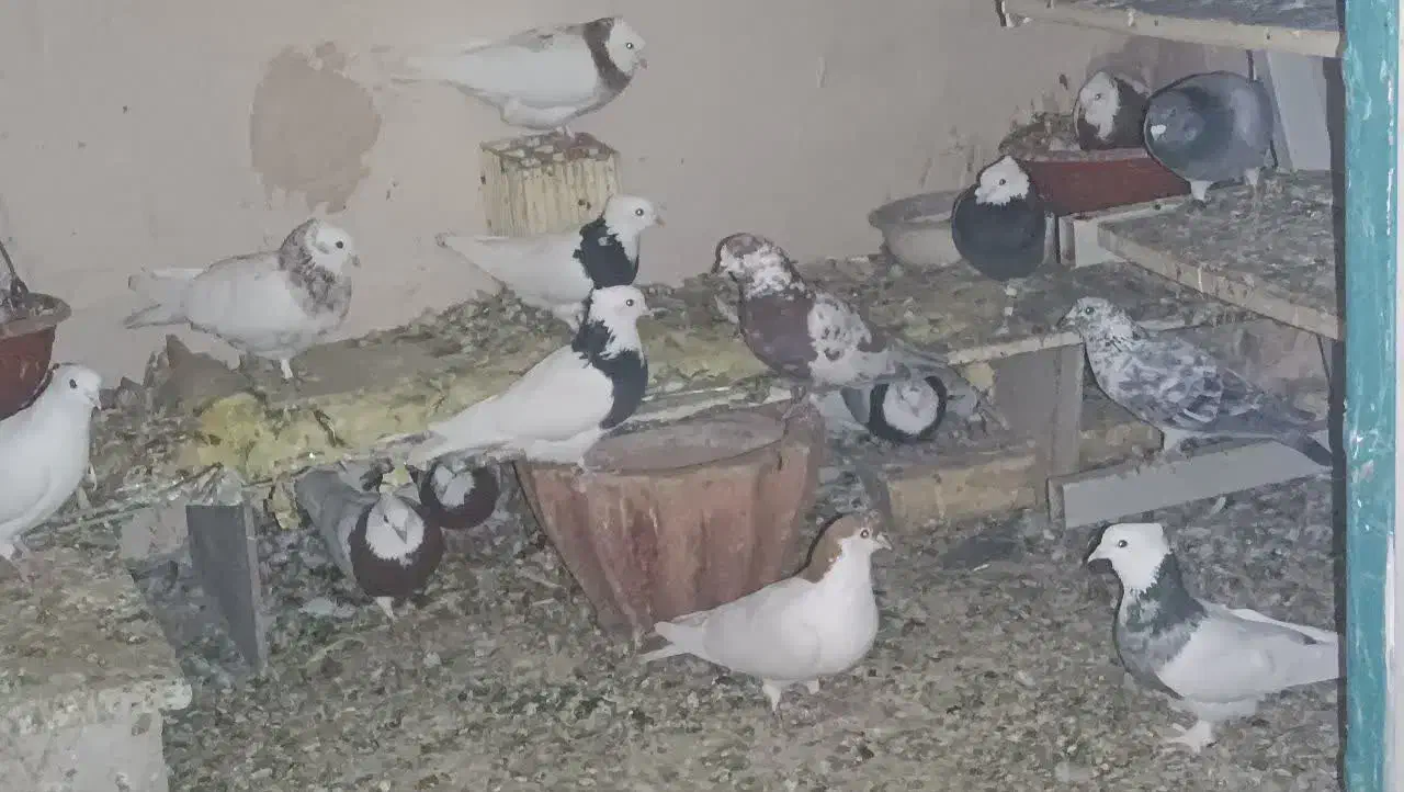 کبوتر طوقی|پرنده|یزد, |دیوار