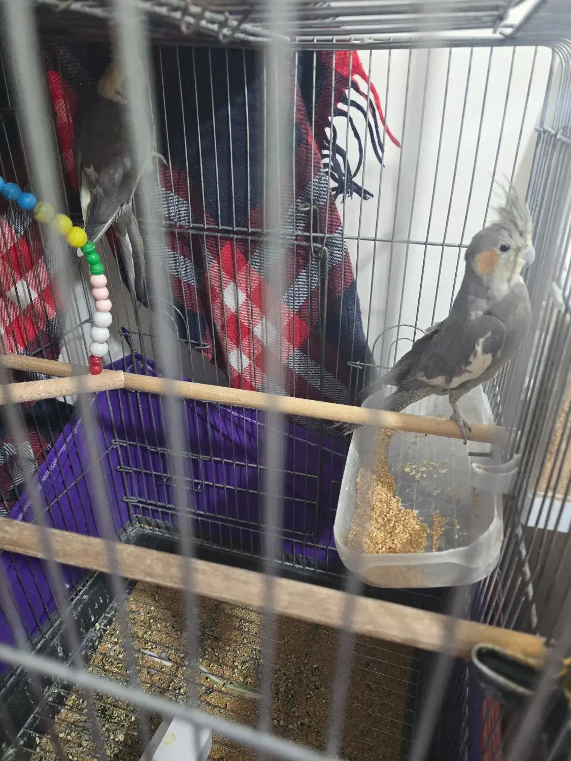 عروس هلندی|پرنده|اسلامشهر, مطهری|دیوار