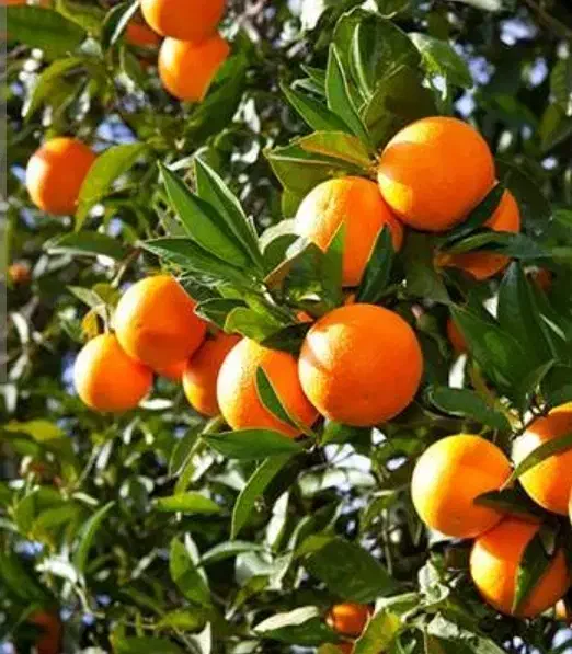 برداشت و سورت محصولات باغچه شما با نیروی کار مجرب|خدمات باغبانی و درختکاری|قائمشهر, |دیوار