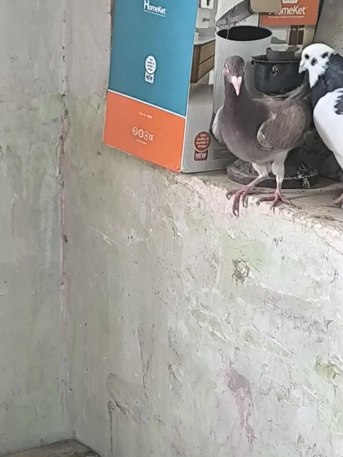 پرنده|پرنده|میبد, |دیوار