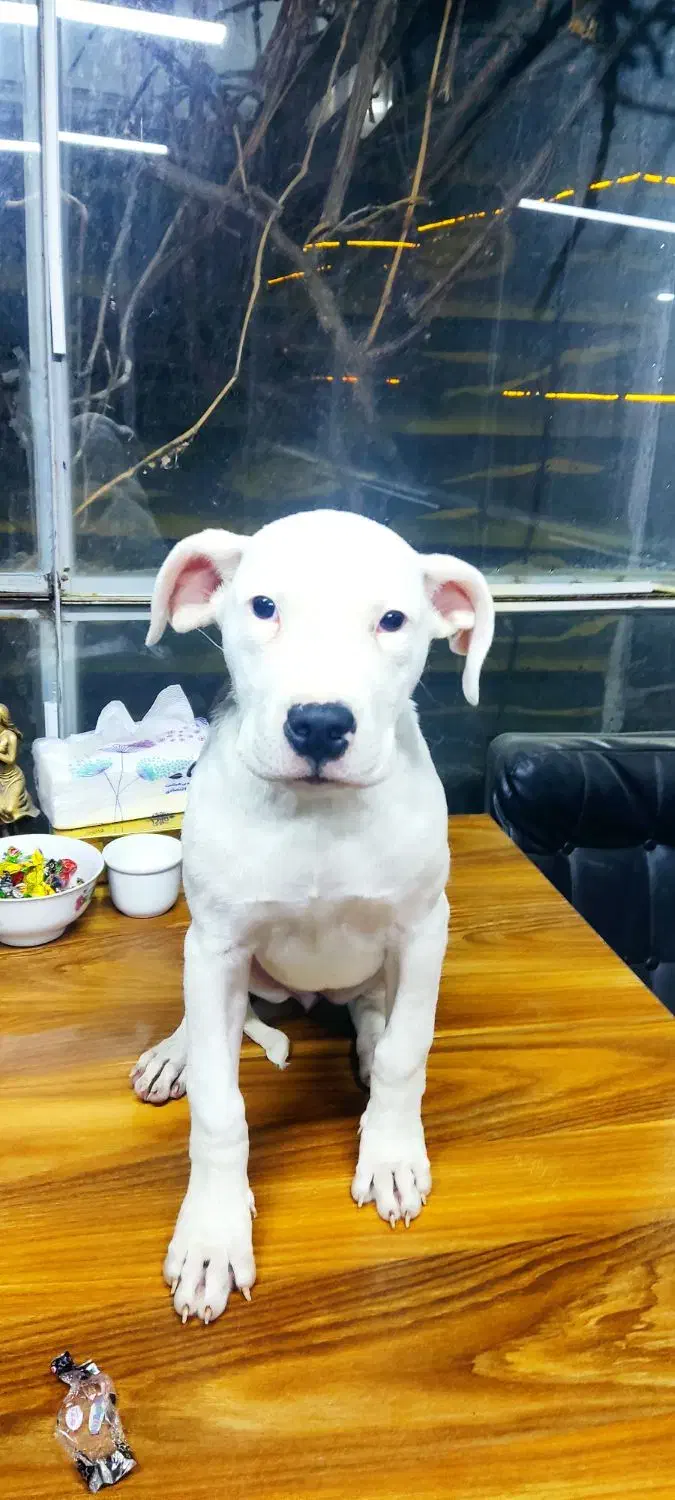 سگ داگو آرژانتینو|سگ|کرمانشاه, |دیوار