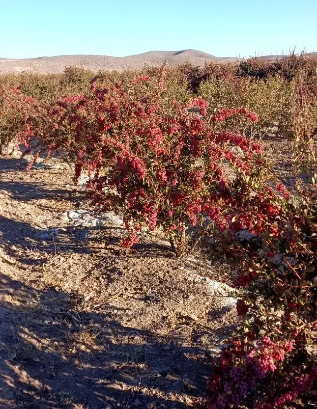 زرشک|خوردنی و آشامیدنی|بجستان, |دیوار