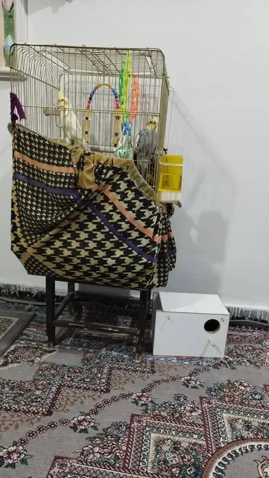 عروس هلندی نر وماده|پرنده|بروجرد, |دیوار