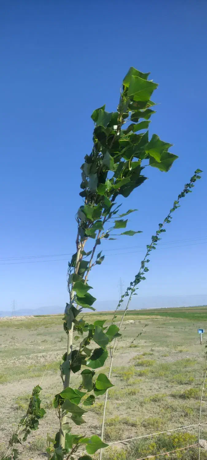 فروش فوری زمین|فروش زمین و ملک کلنگی|نمین, |دیوار