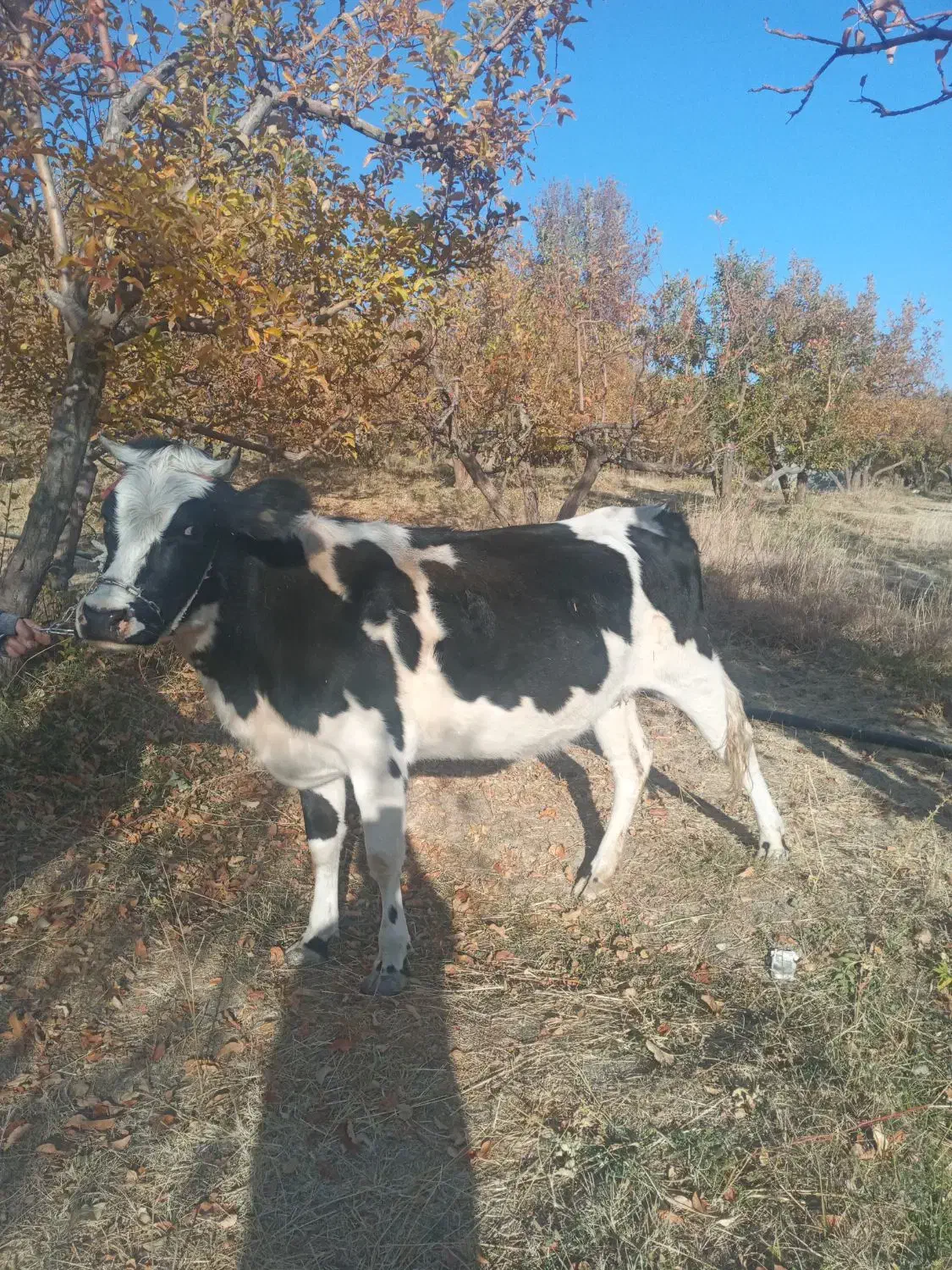 گاو|حیوانات مزرعه|پادنا علیا, |دیوار