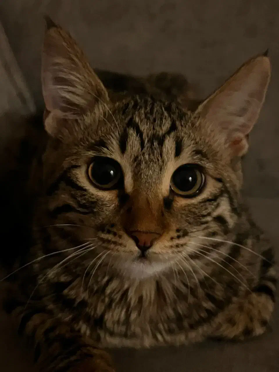 گربه خونگی شیراز و صدرا|گربه|صدرا-فارس, فاز ۱|دیوار