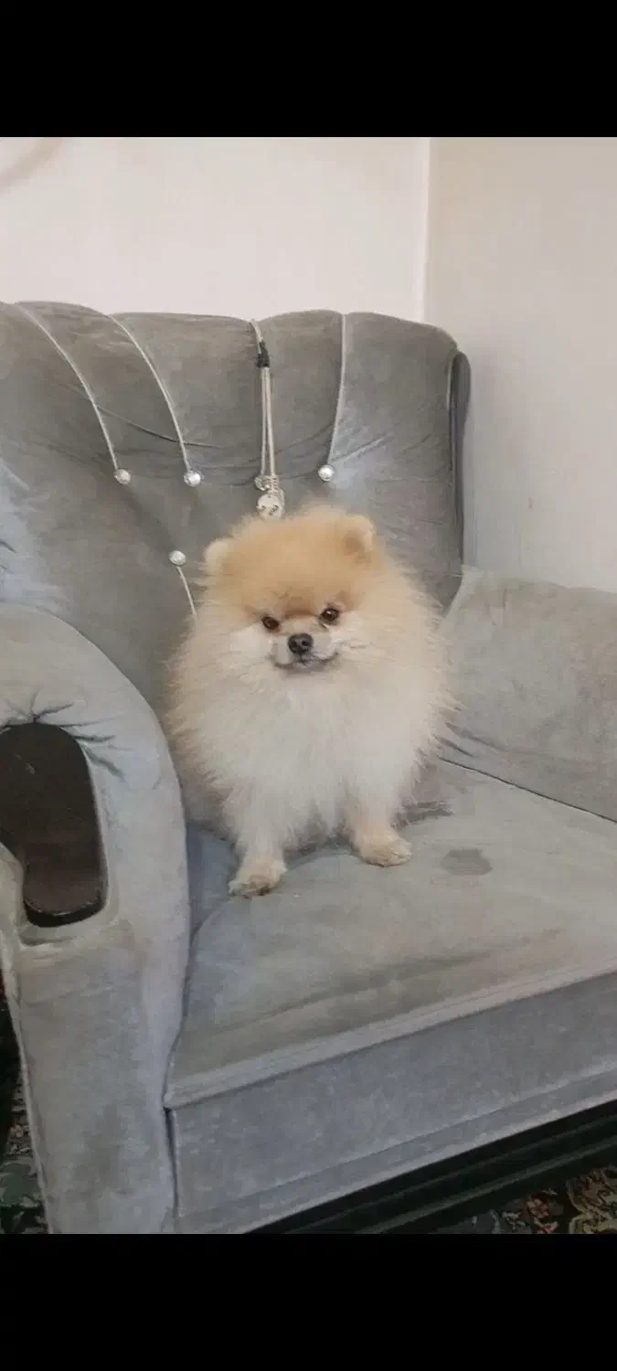 سگ گم شده|حیوانات|ملایر, |دیوار