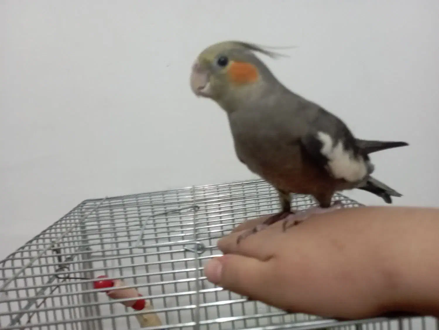 عروس هلندی|پرنده|هشتگرد, فاز ۳ مهستان|دیوار