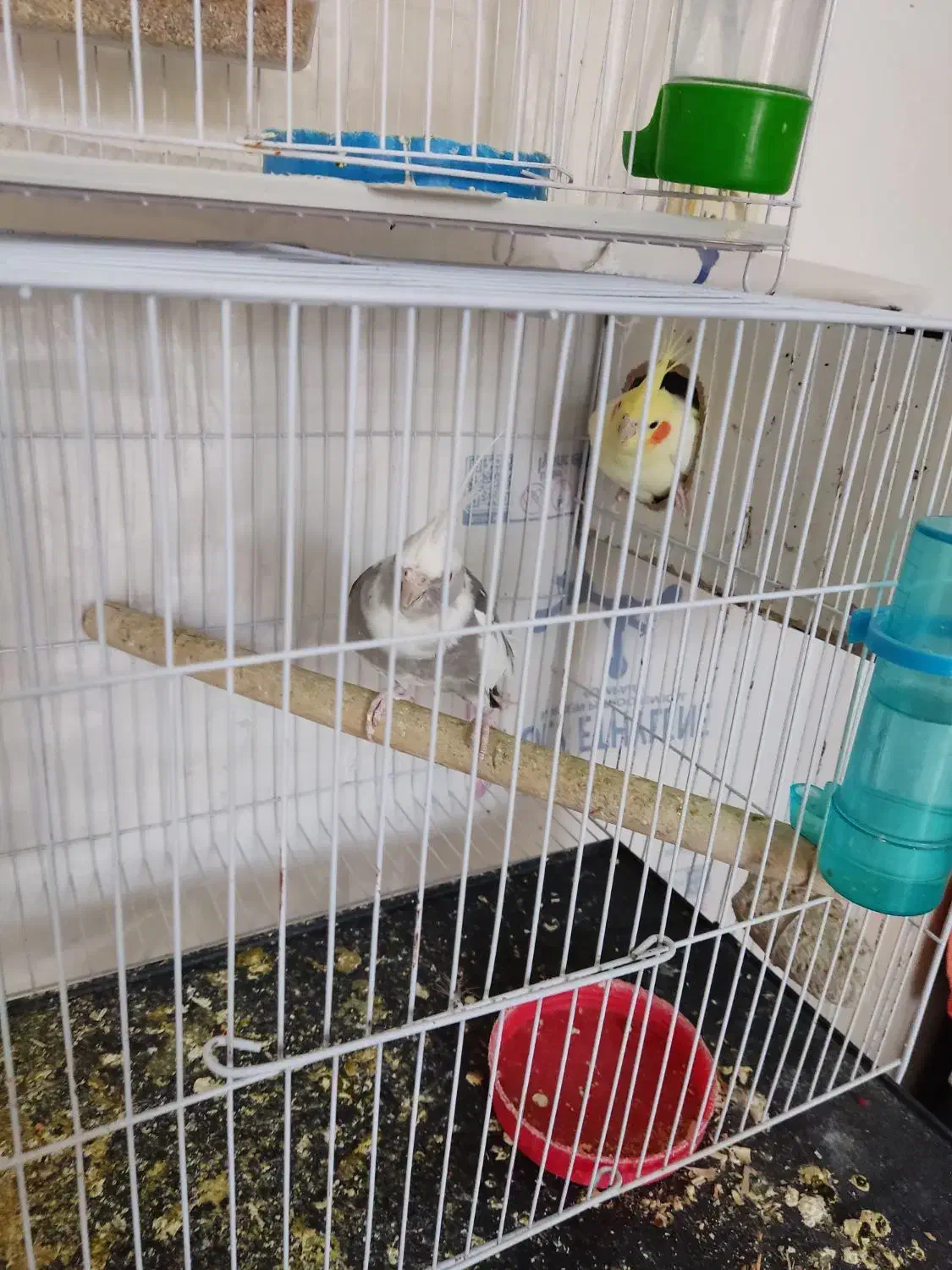 سلام یک دوچرخه سوار|پرنده|قائن, |دیوار